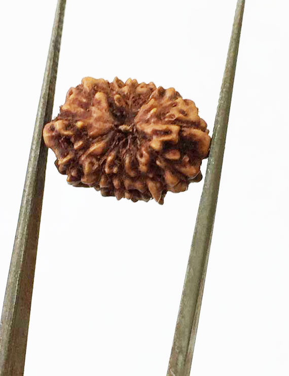12 Mukhi Certified Indonesian Rudraksha Size- 15 mm